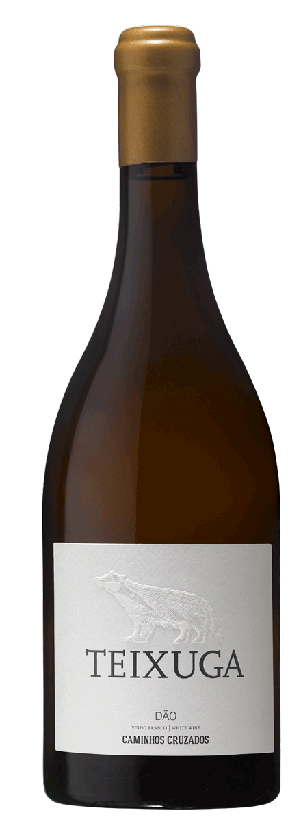 White Teixuga 2019