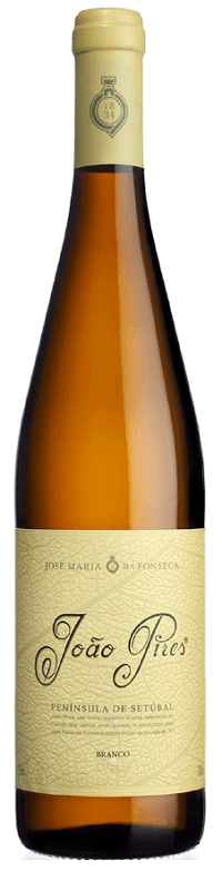 João Pires Branco 2024